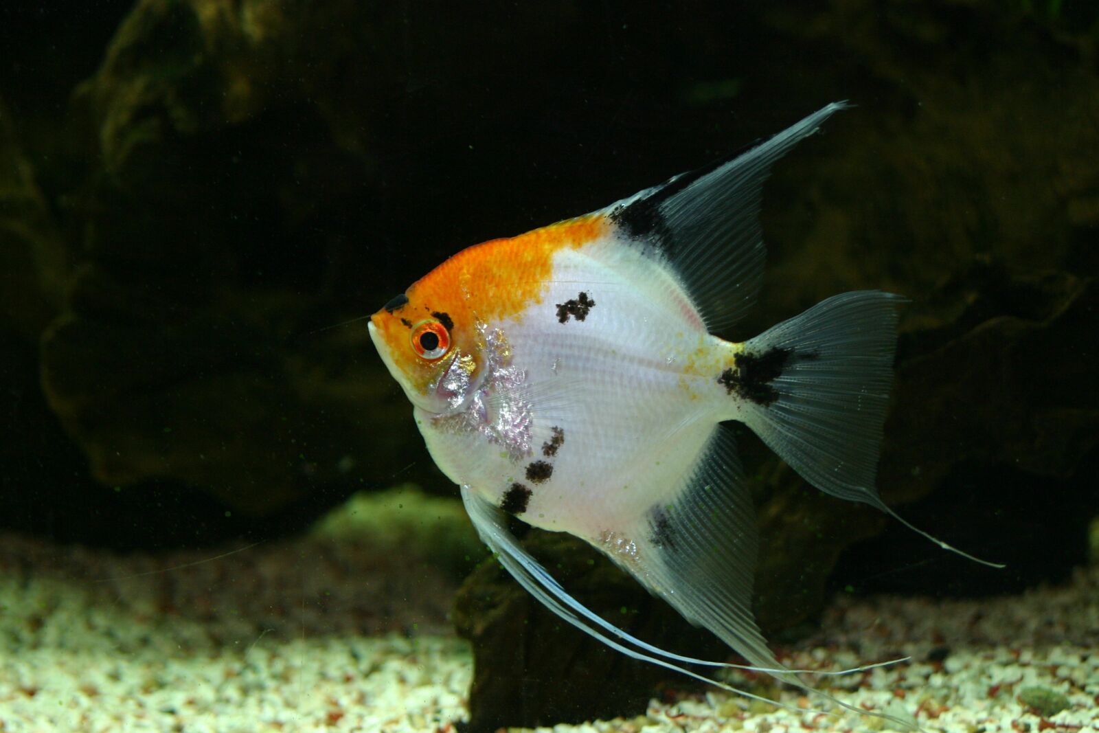 Canon EOS 300D (EOS Digital Rebel / EOS Kiss Digital) sample photo. Tank, fish, tropical photography