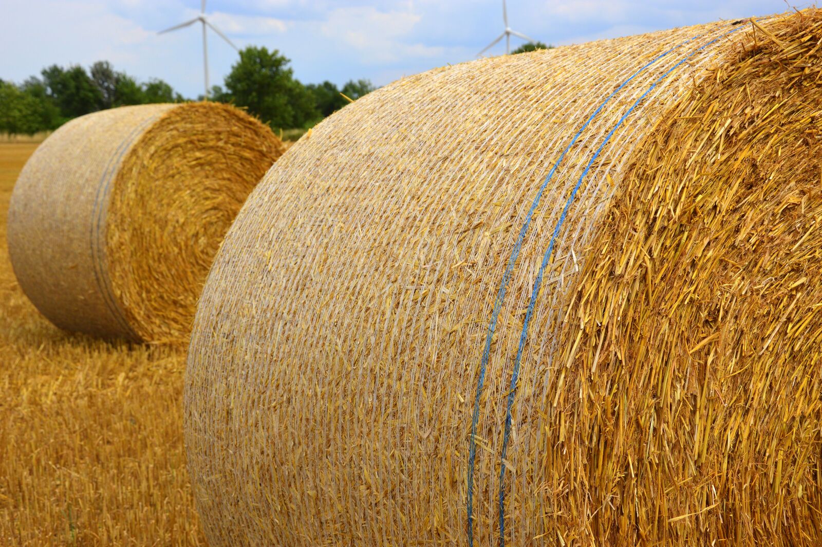 Nikon D3200 sample photo. Summer, beginning of summer photography