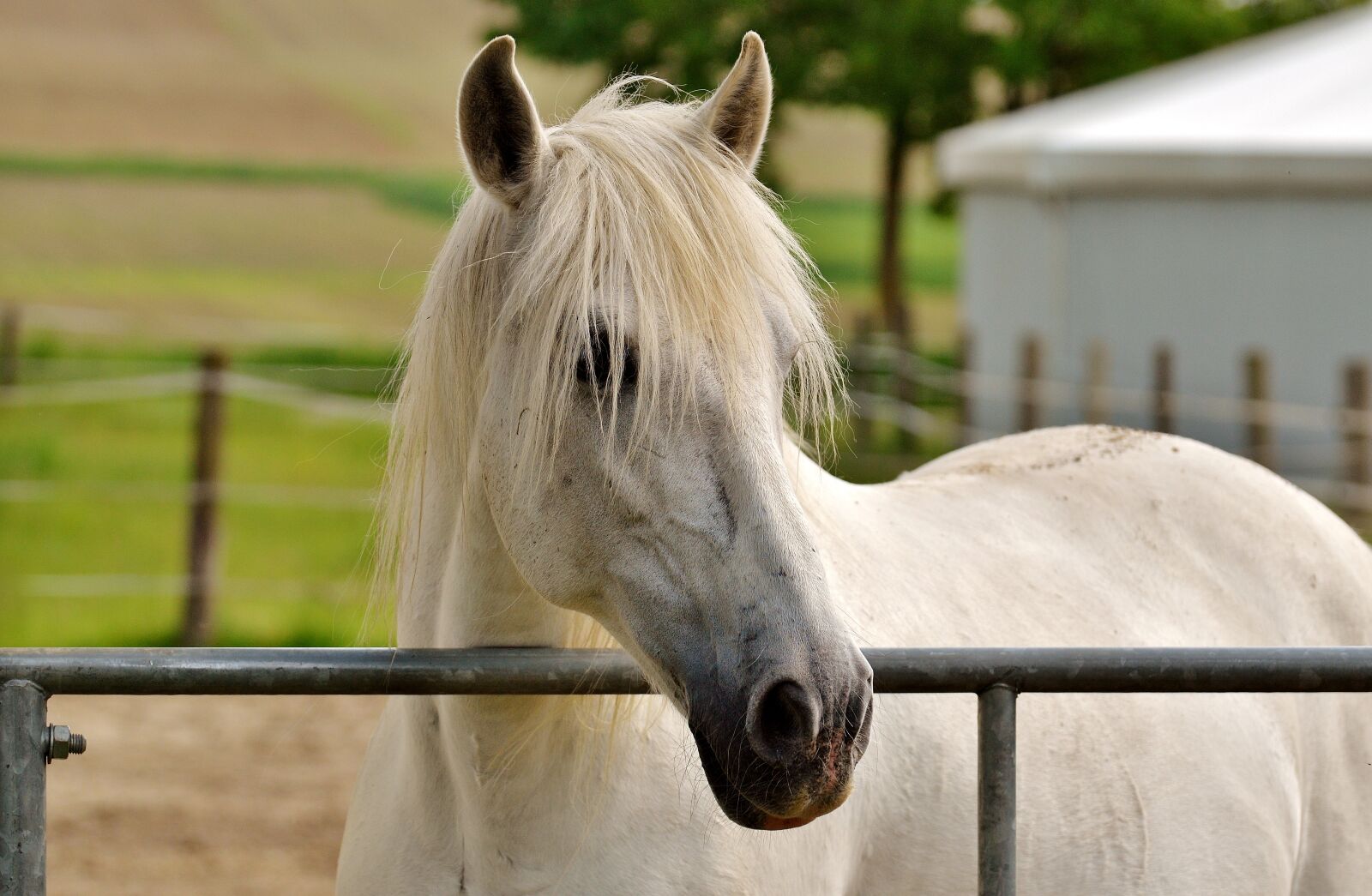 Nikon D3200 sample photo. Mold, horse, white photography