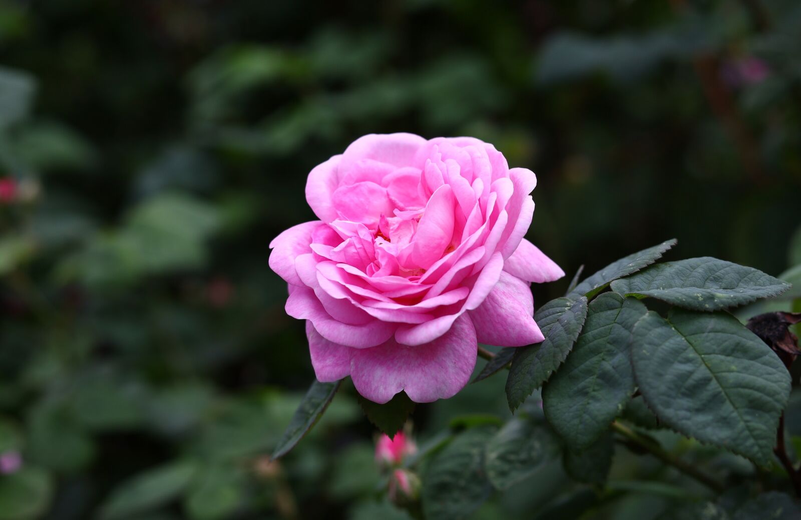 Canon EOS RP sample photo. Rose, beautiful, flower photography