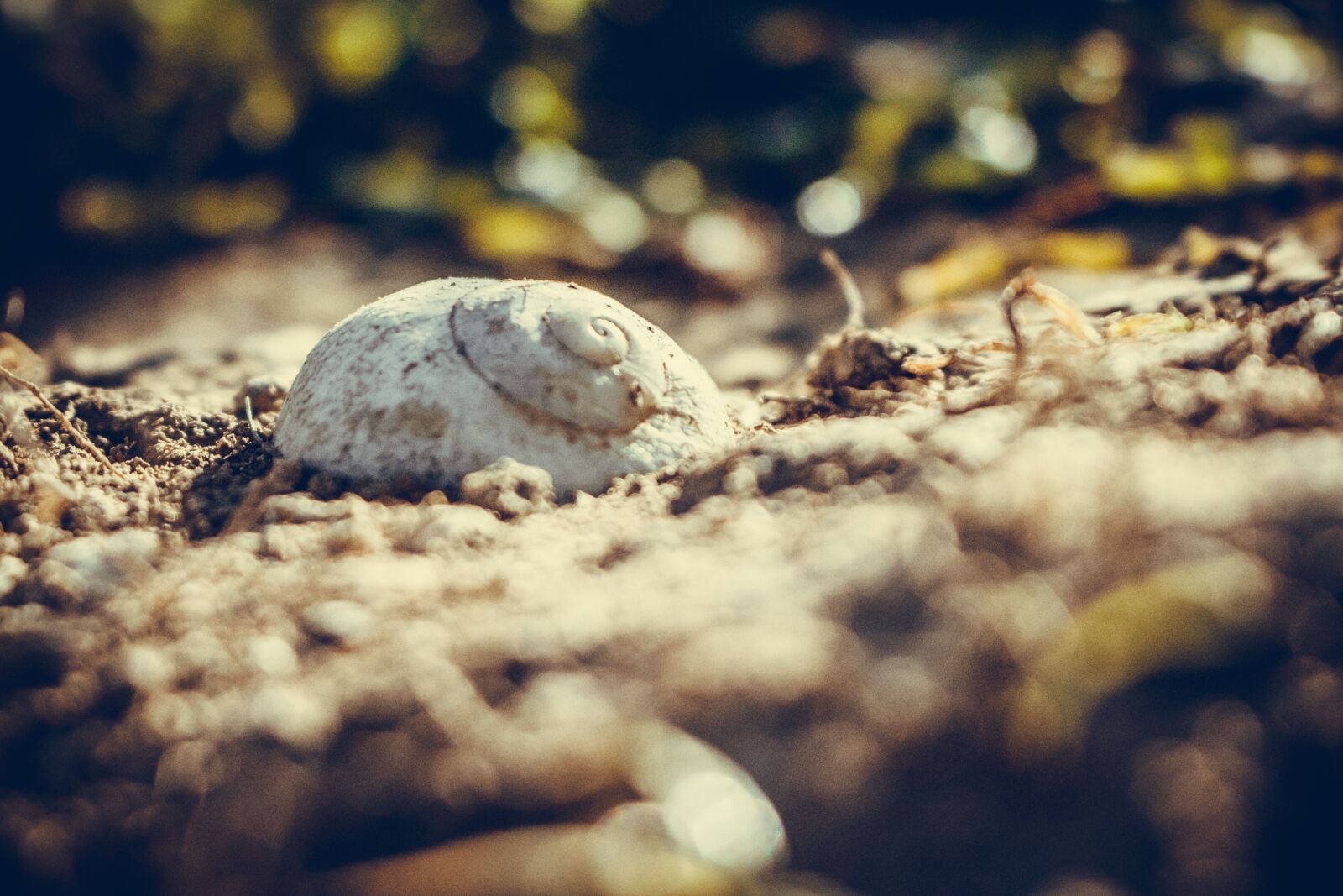 Canon EOS 750D (EOS Rebel T6i / EOS Kiss X8i) sample photo. Nature, bokeh, animal photography
