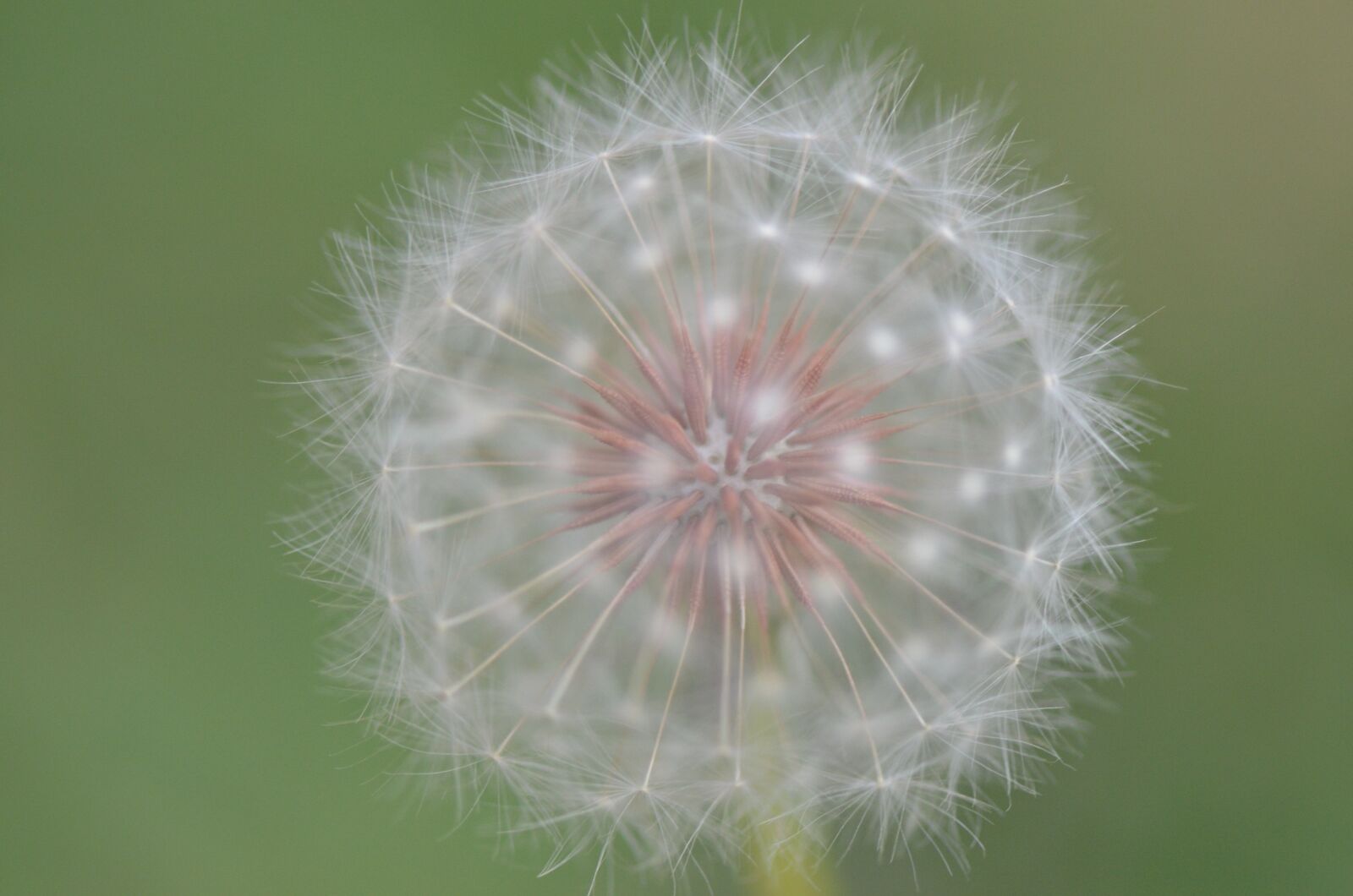Nikon D7000 sample photo. Flower, macro, blossom photography