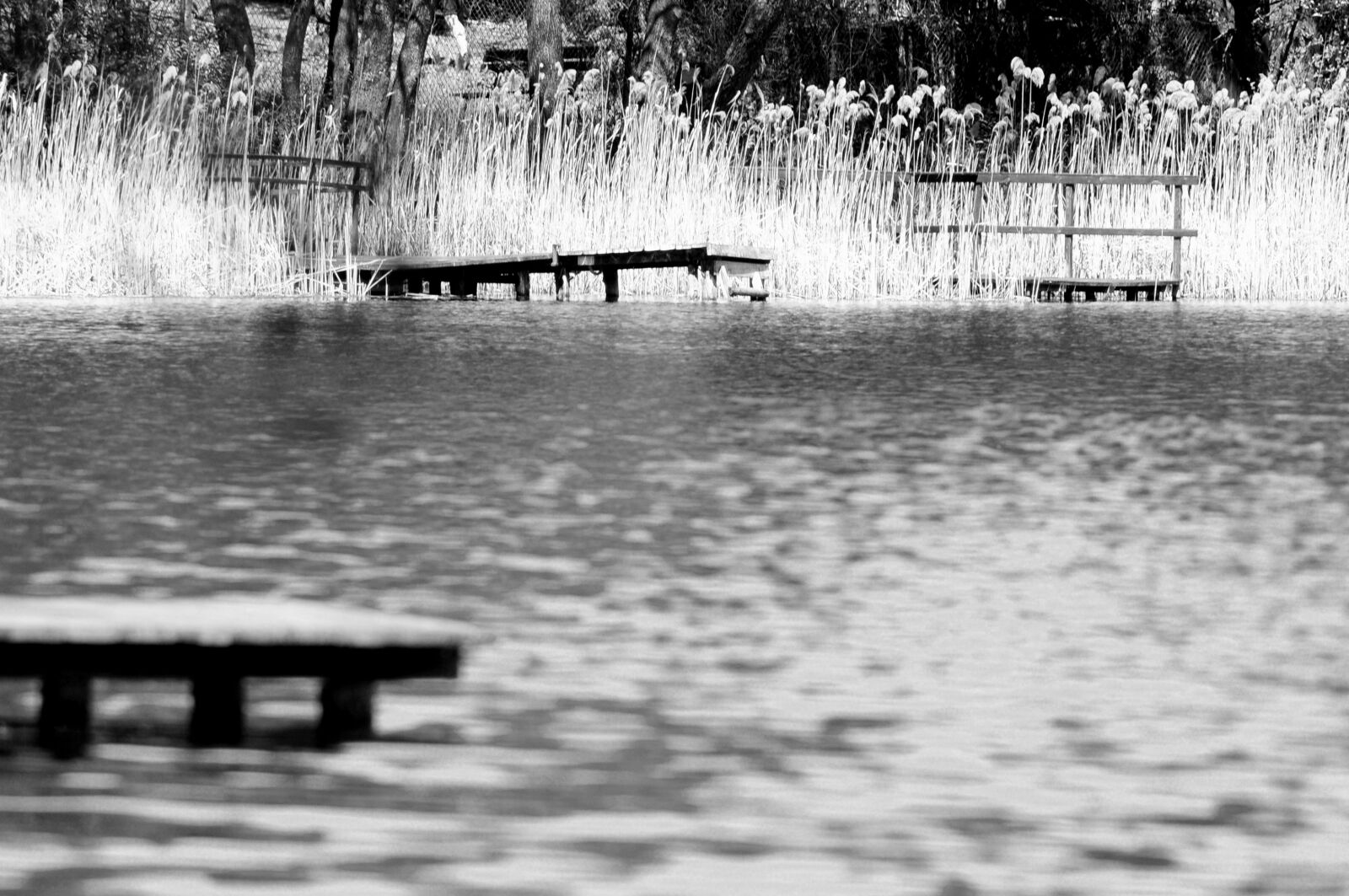 Nikon D300S sample photo
