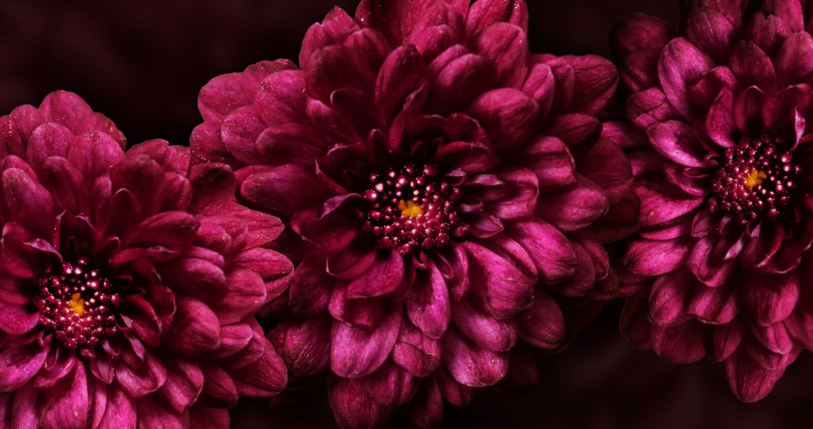 Olympus VG180,D770 sample photo. Flower, purple, blossom photography