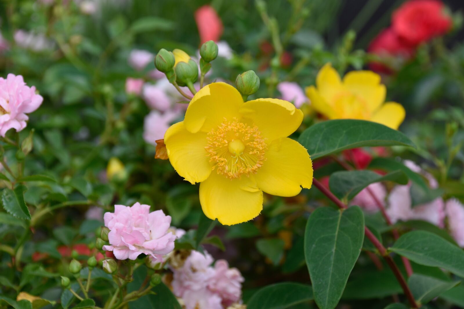 Nikon D5600 sample photo. Flowers, yellow flowers, buttercup photography