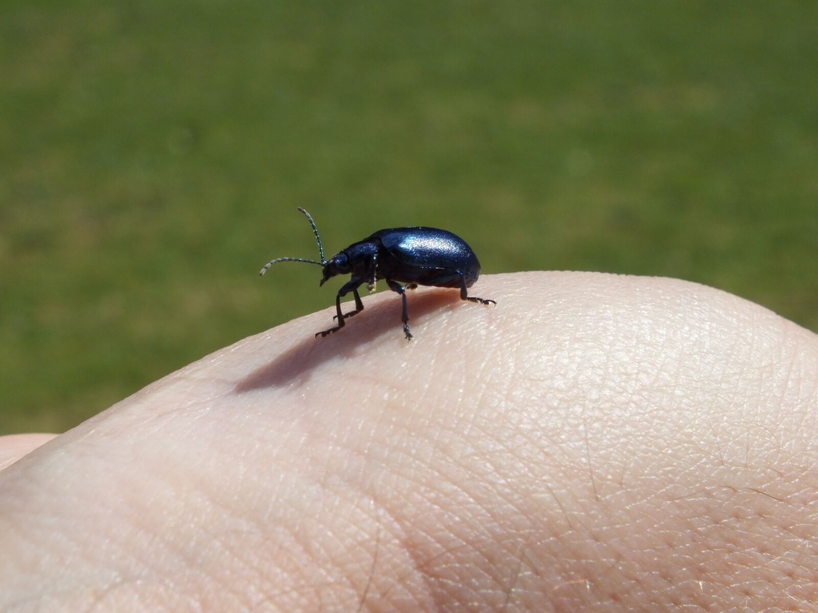 Fujifilm FinePix HS35EXR sample photo. Beetle, blue, insect photography