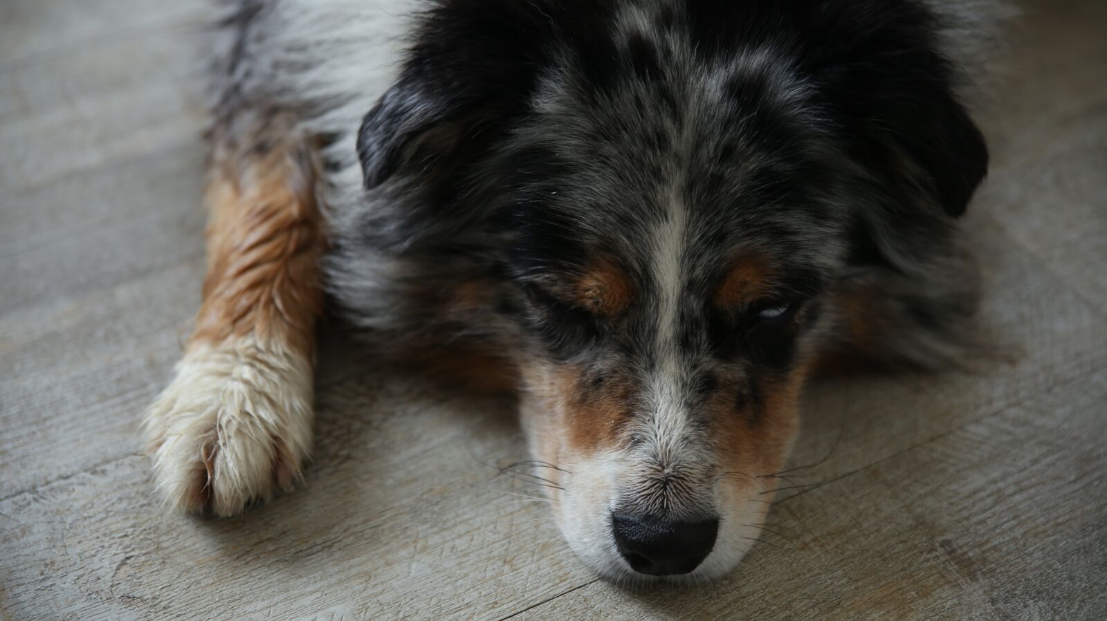 Canon EOS 6D sample photo. Dog, dog portrait, australian photography