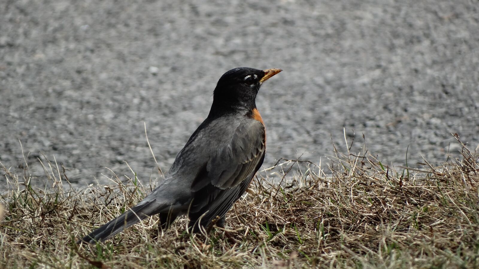 Sony Cyber-shot DSC-HX300 sample photo. Robin, bird, standing photography