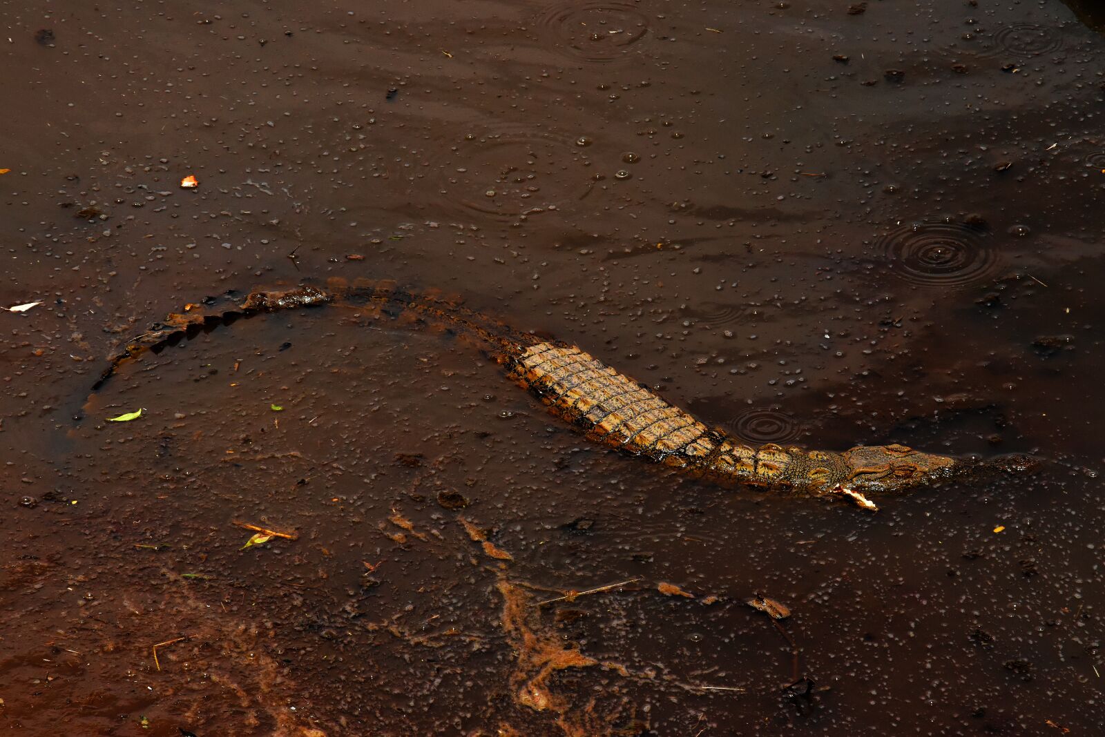 Nikon D5500 sample photo. Wildlife, tanzania, africa photography