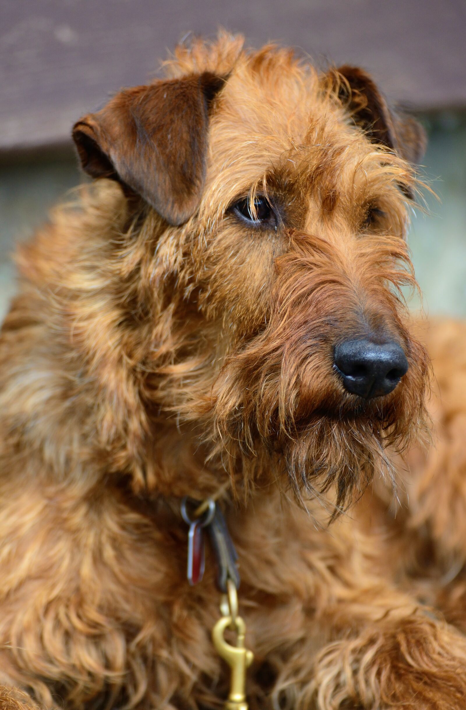 Nikon D610 sample photo. Irish terrier, terrier, dog photography