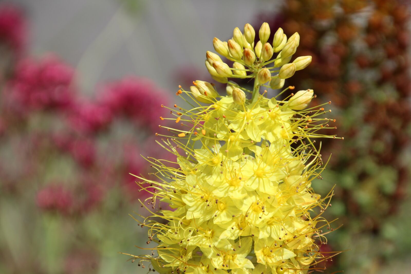 Canon EOS 1200D (EOS Rebel T5 / EOS Kiss X70 / EOS Hi) sample photo. Flowers, yellow, yellow flower photography