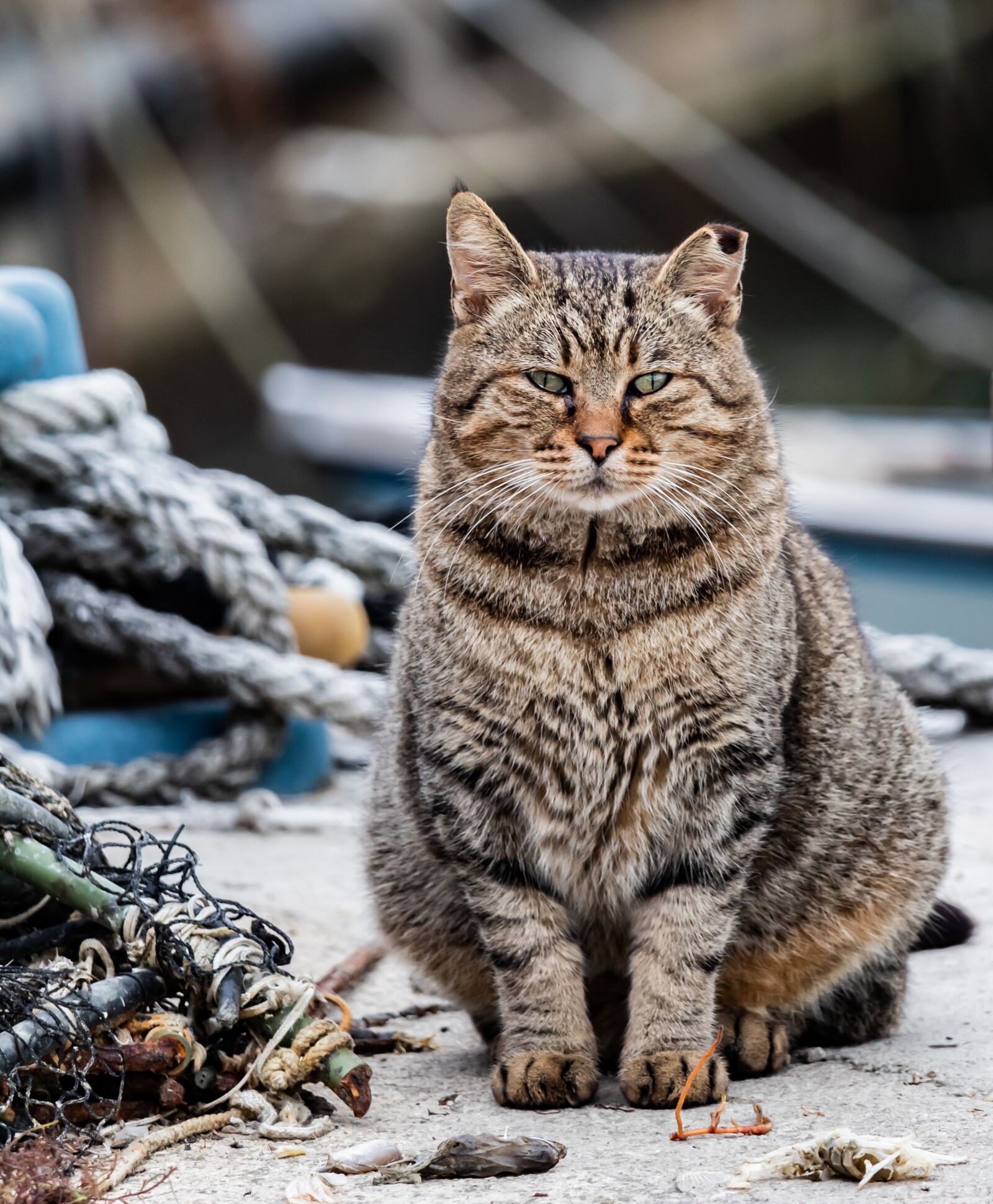 Canon EF-S 55-250mm F4-5.6 IS STM sample photo. Cat, malai, animal photography