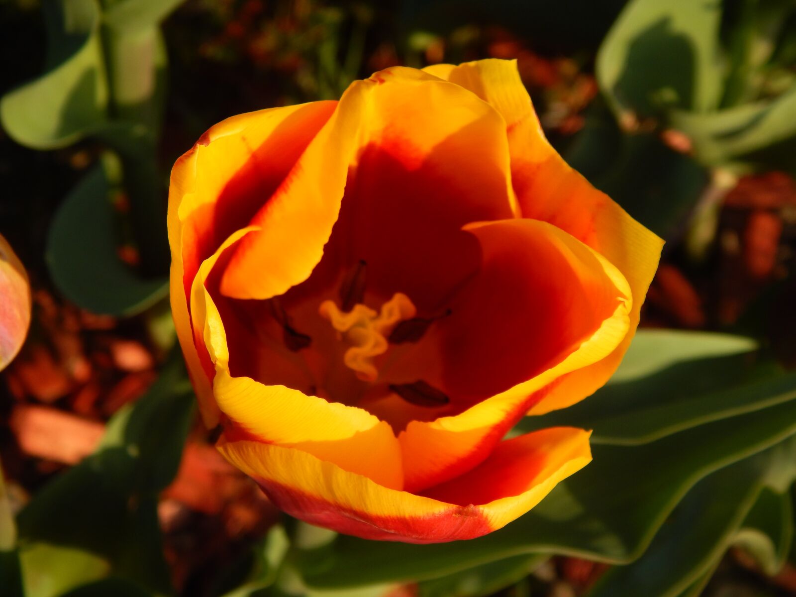 Nikon Coolpix L820 sample photo. Spring, flowers, tulips photography