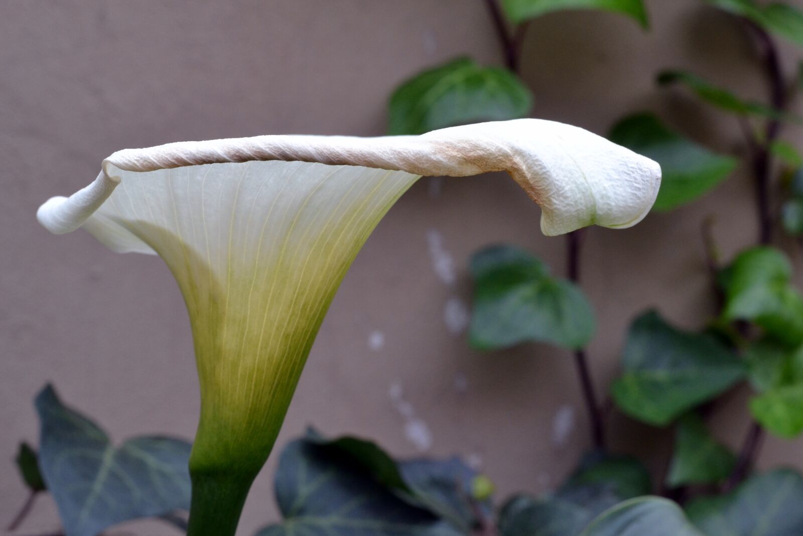 Nikon D3100 sample photo. Arum lily, white flower photography