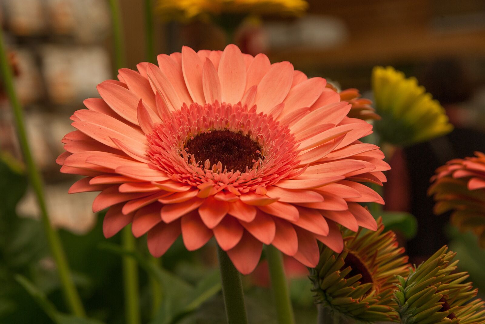 Pentax K10D sample photo. Flower, gerbera, garden photography