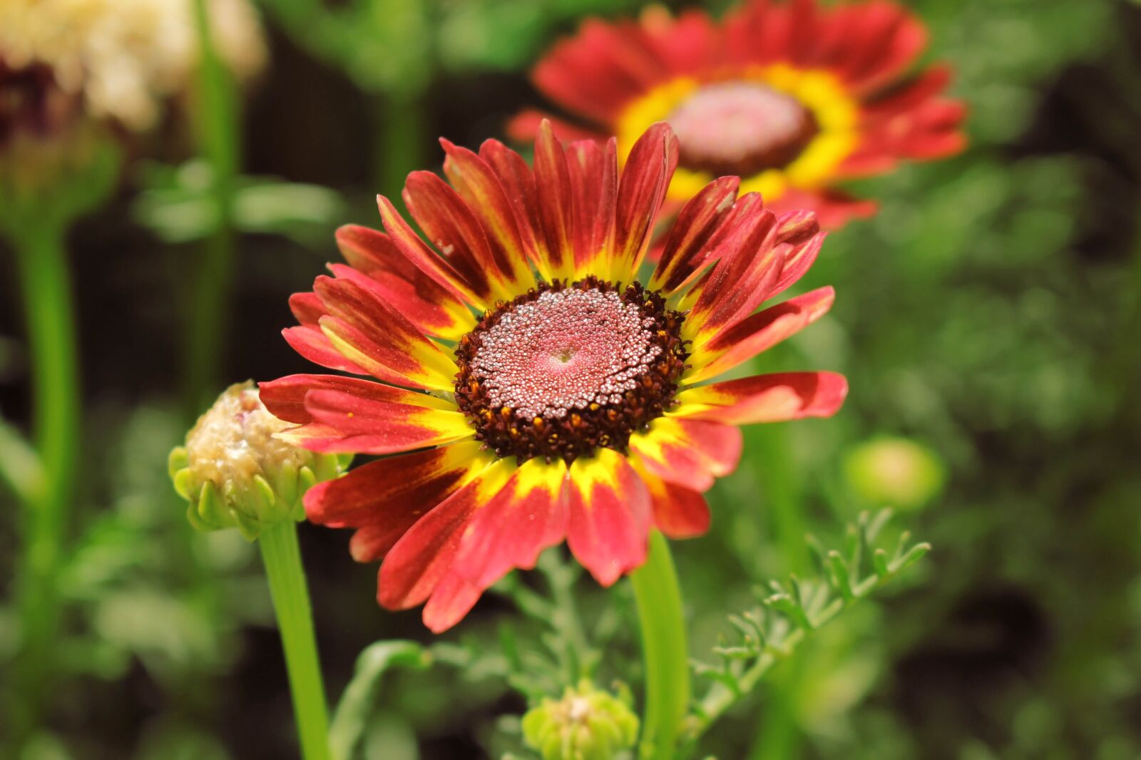 Canon EOS 550D (EOS Rebel T2i / EOS Kiss X4) sample photo. Flowers, daisies, bloom photography