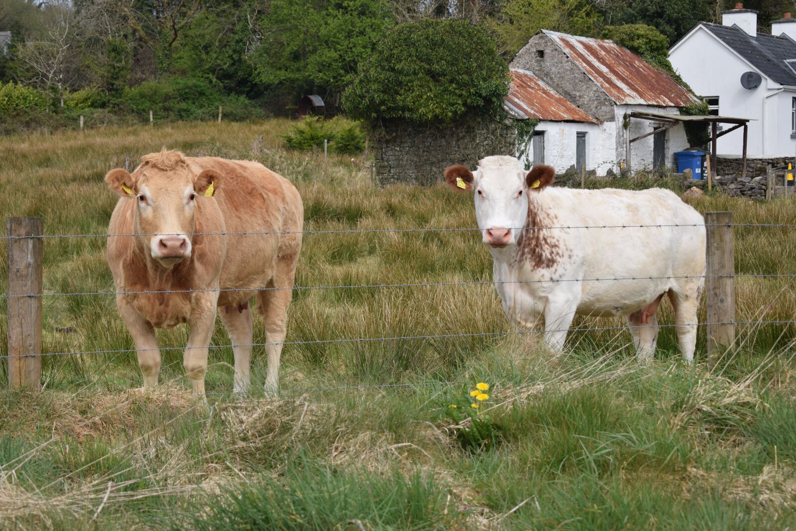 Nikon D3300 sample photo. Cattle, ireland, cows photography
