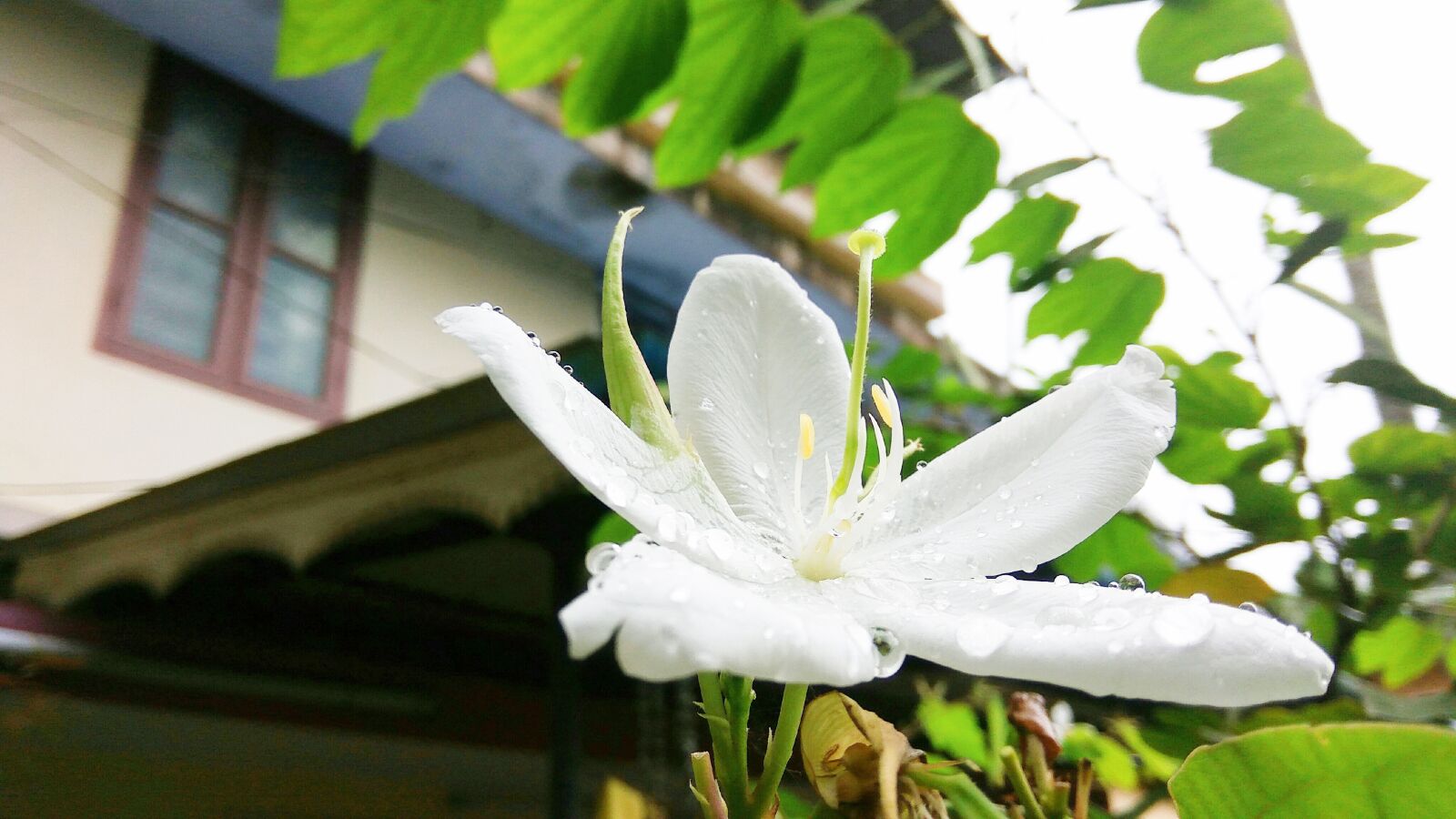 Xiaomi Redmi Note3 sample photo. Flower, white and green photography