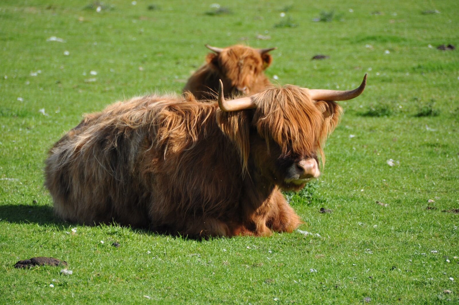 Nikon D5000 sample photo. Highland cattle, beef, highland photography