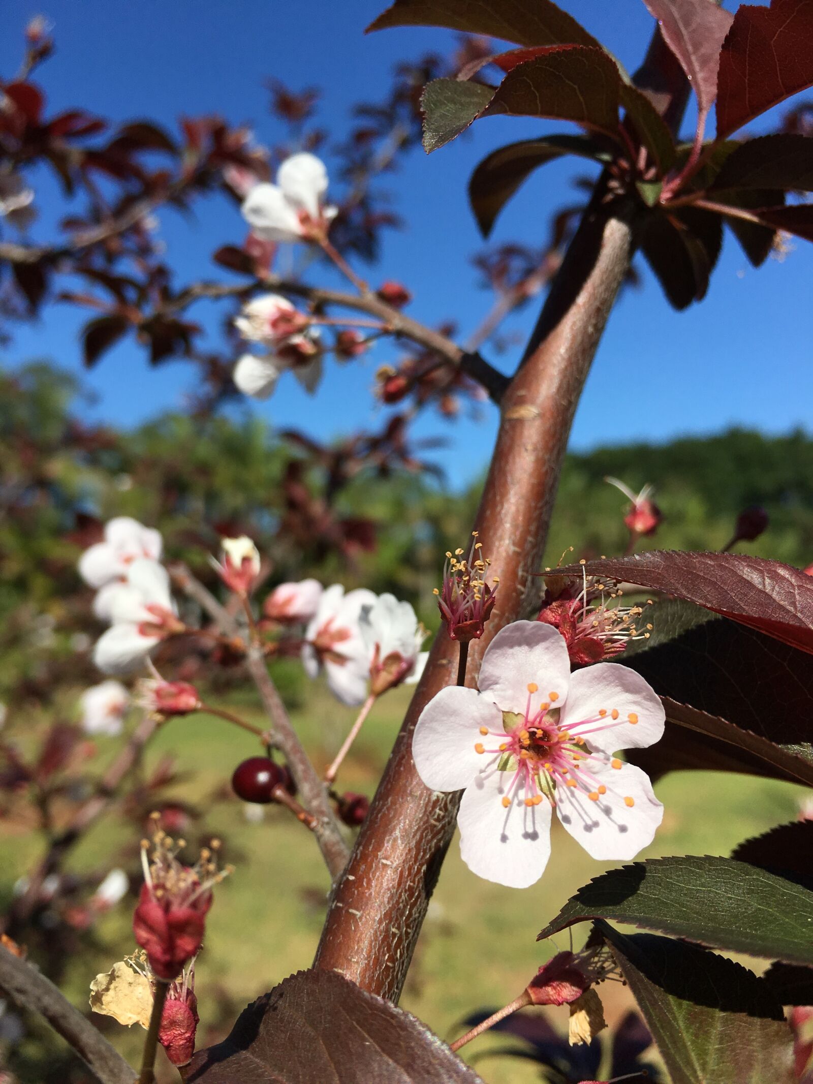 Apple iPhone 6s sample photo. Blossom, flower, spring photography