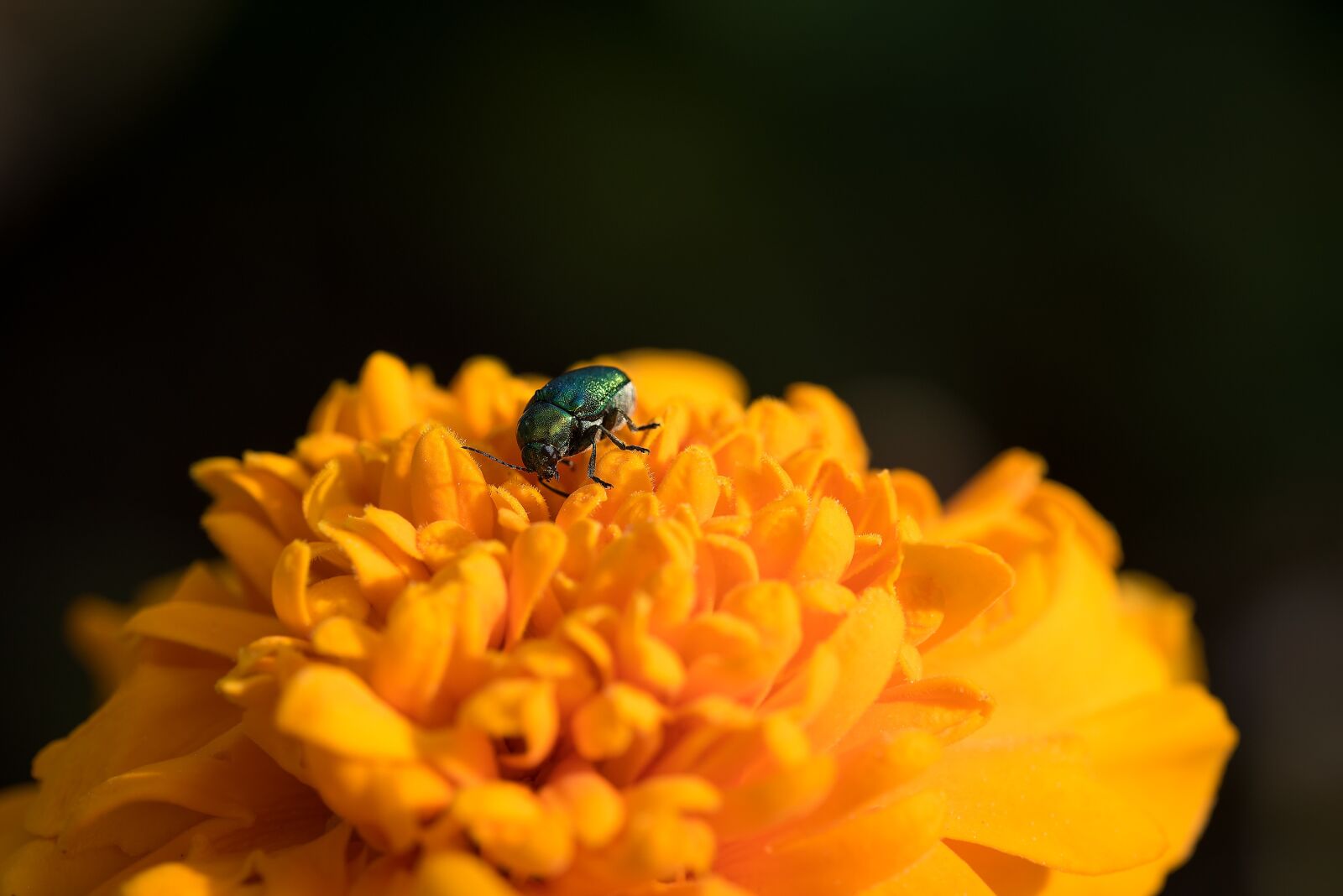 Nikon D750 sample photo. Beetle, small beetle, black photography