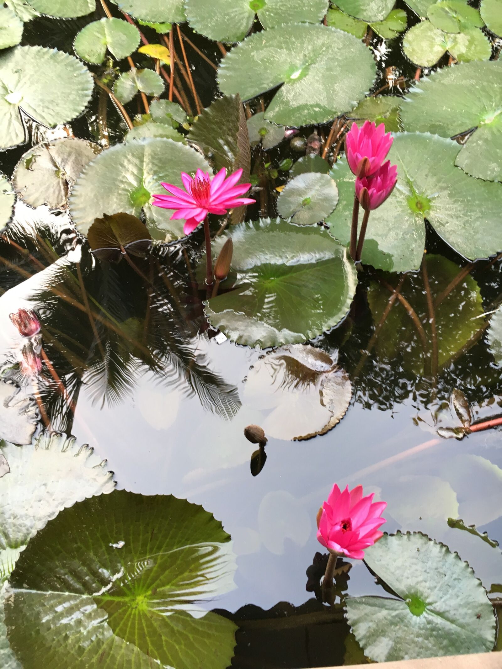Apple iPhone 6s sample photo. Lotus, water, green leaf photography
