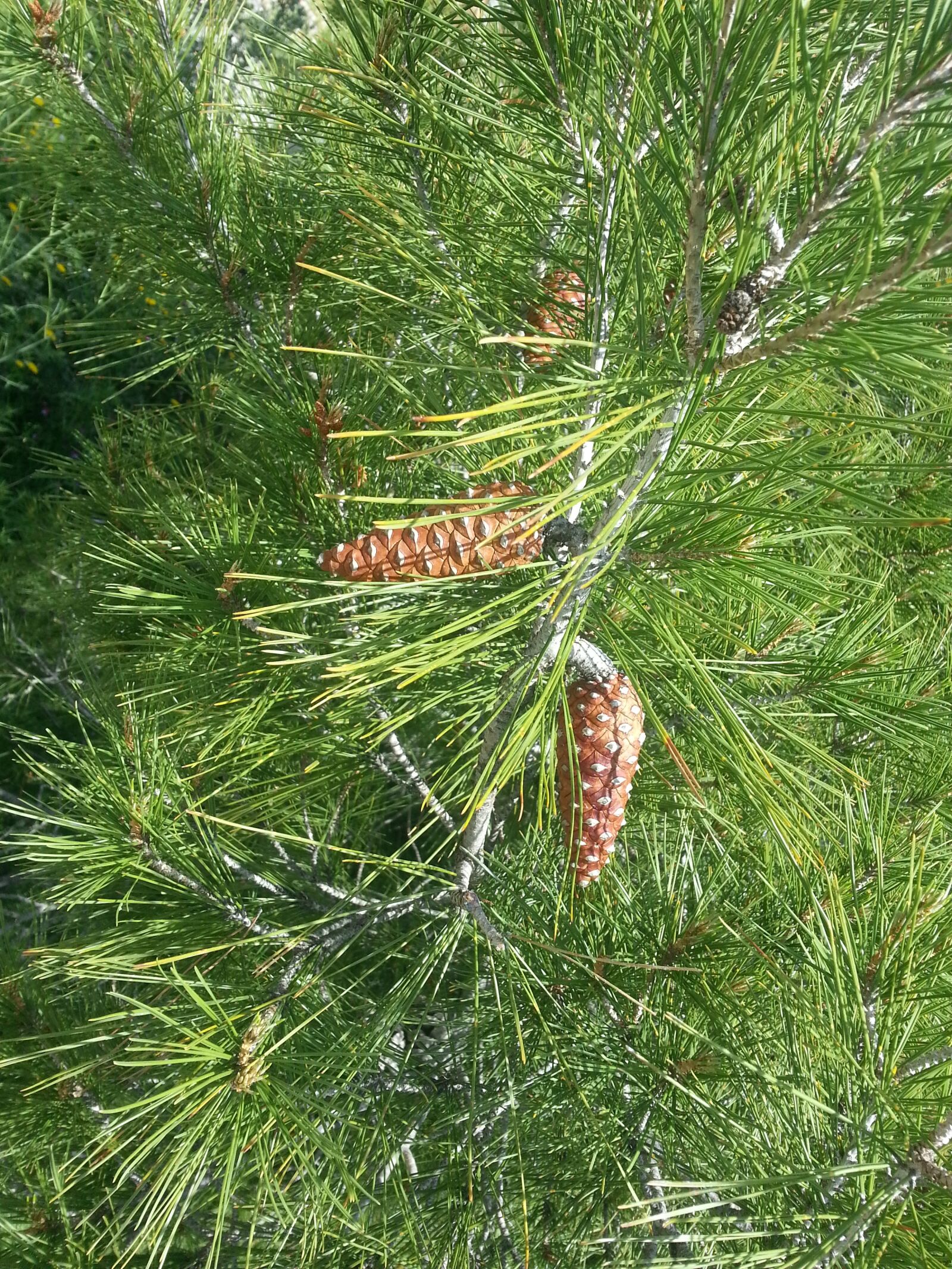 Samsung Galaxy S3 sample photo. Flowers, nature, lawn photography