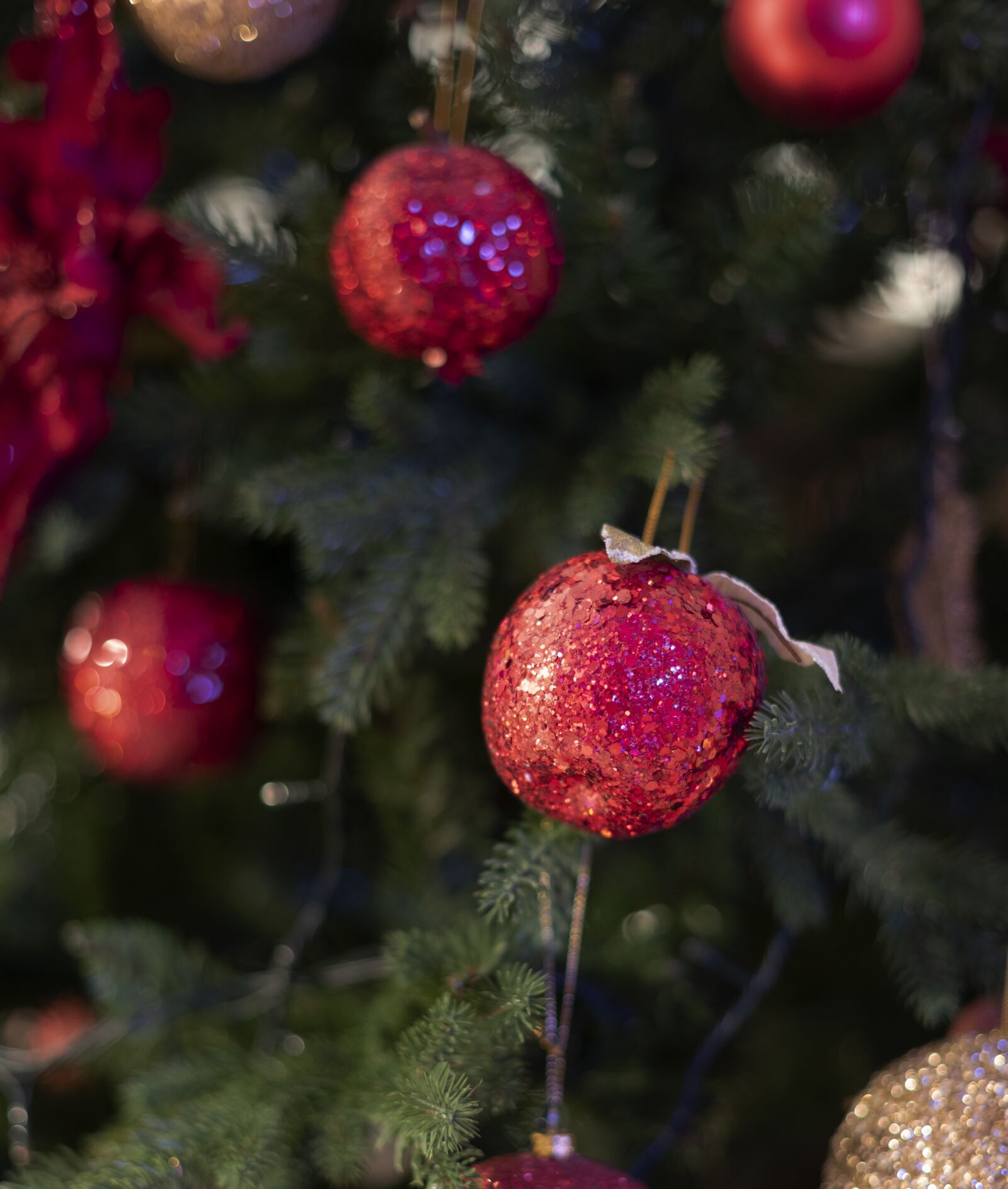 Nikon D750 sample photo. Christmas, lights, holiday photography