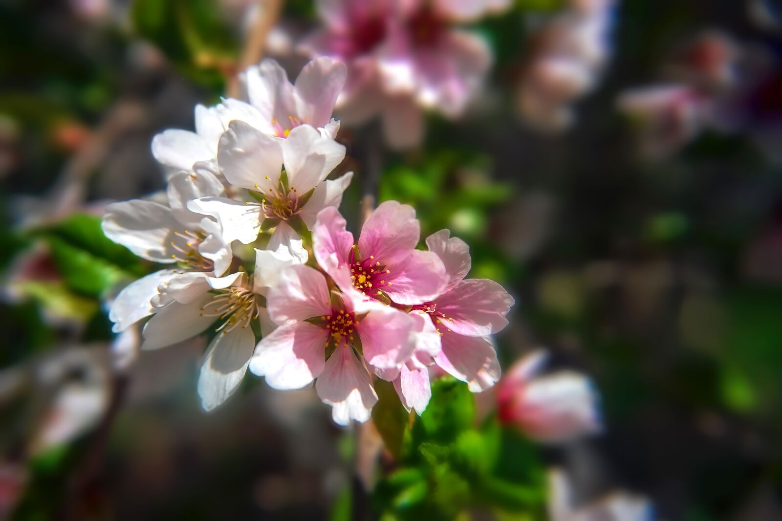 Sony a6300 sample photo. Flowers, blossoms, blooms photography