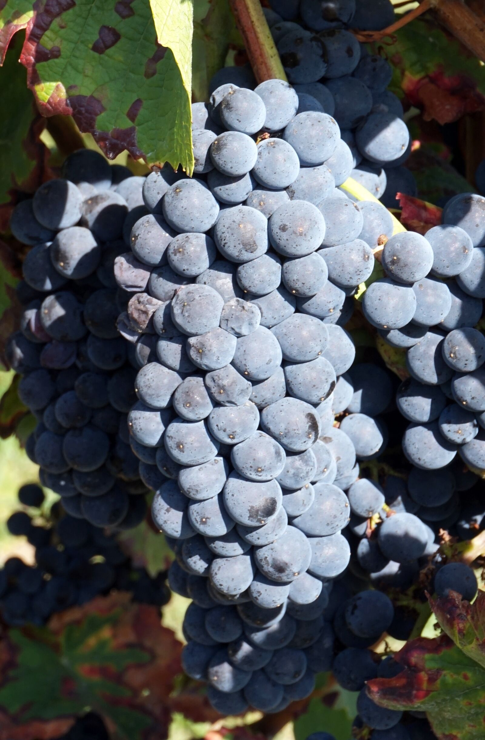 Sony Alpha a5000 (ILCE 5000) sample photo. Grapes, blue, harvest photography