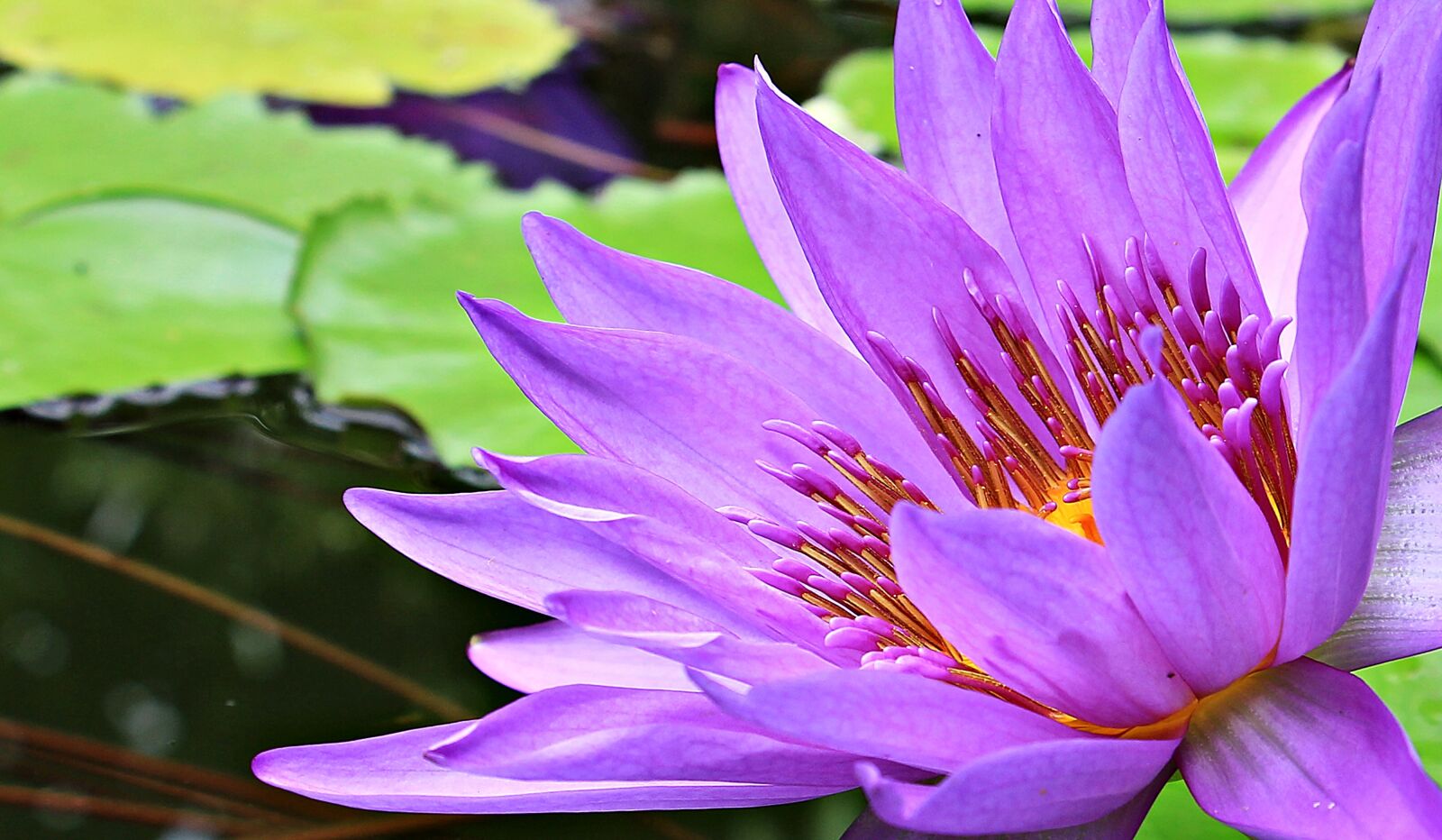 Canon EOS 550D (EOS Rebel T2i / EOS Kiss X4) sample photo. Water lily, nuphar lutea photography