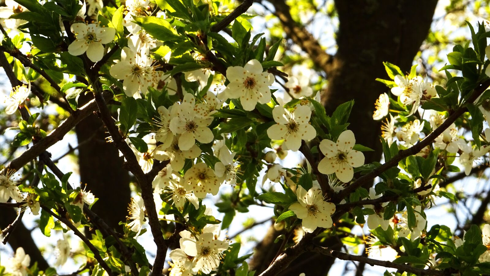 Sony DSC-HX60 sample photo. Blossom, plum, spring photography