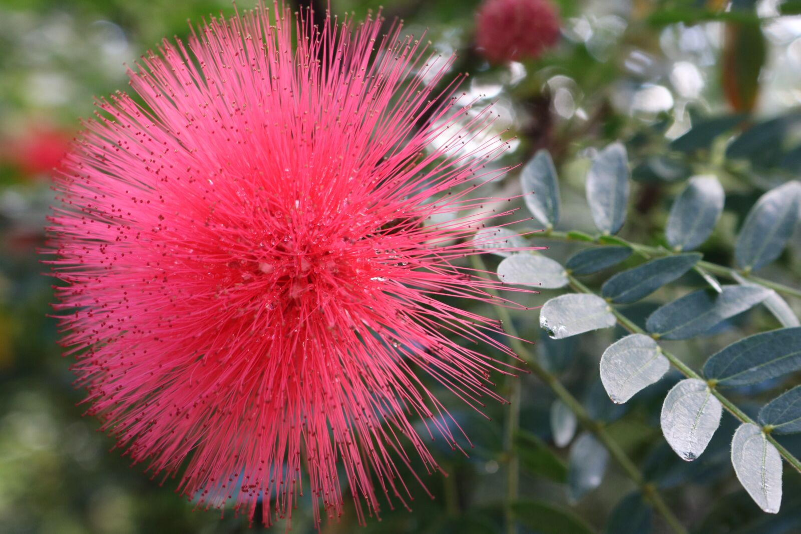 Canon EOS 750D (EOS Rebel T6i / EOS Kiss X8i) sample photo. Nature, flower, plant photography