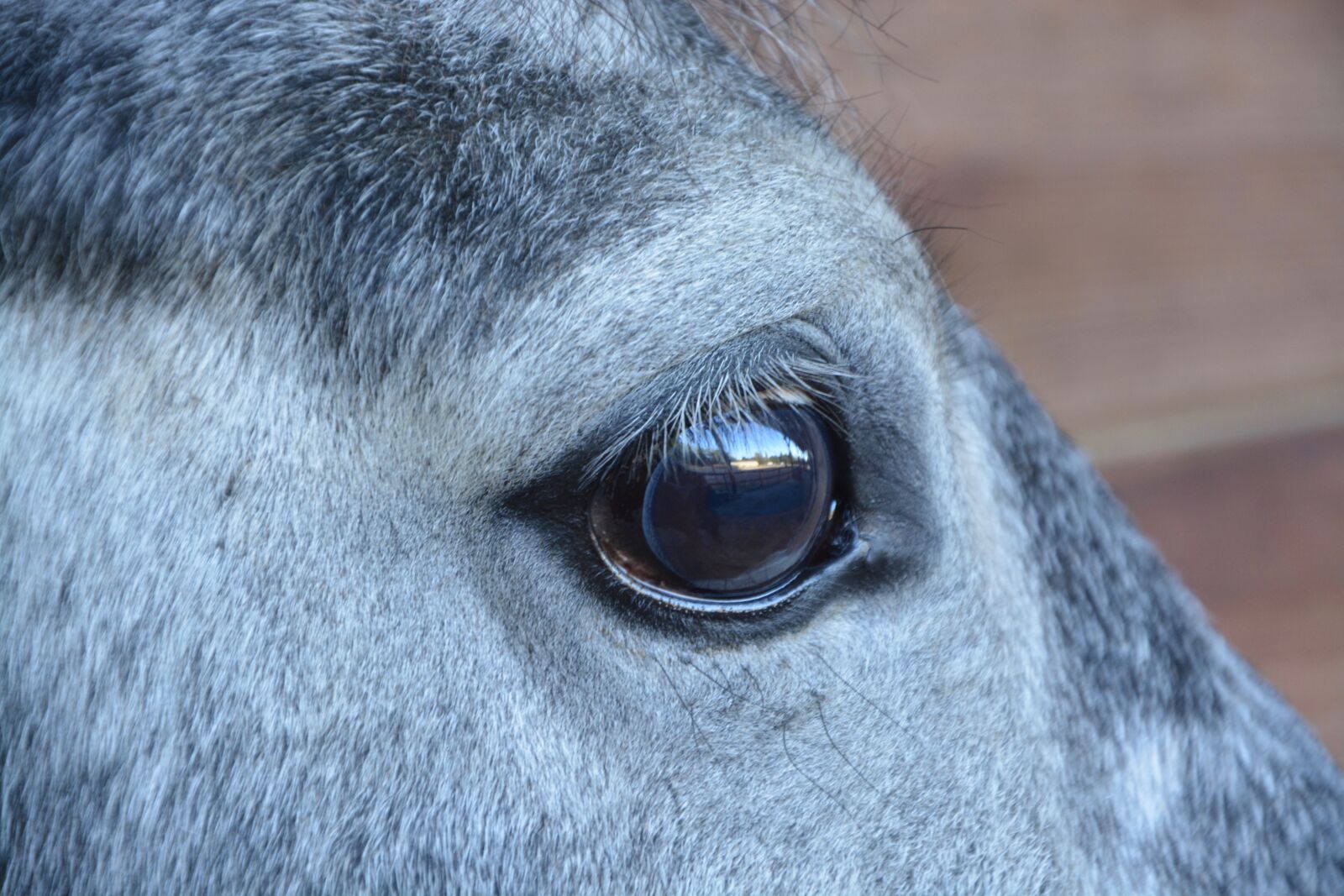 Nikon D5200 sample photo. Horse, horse eye, next photography