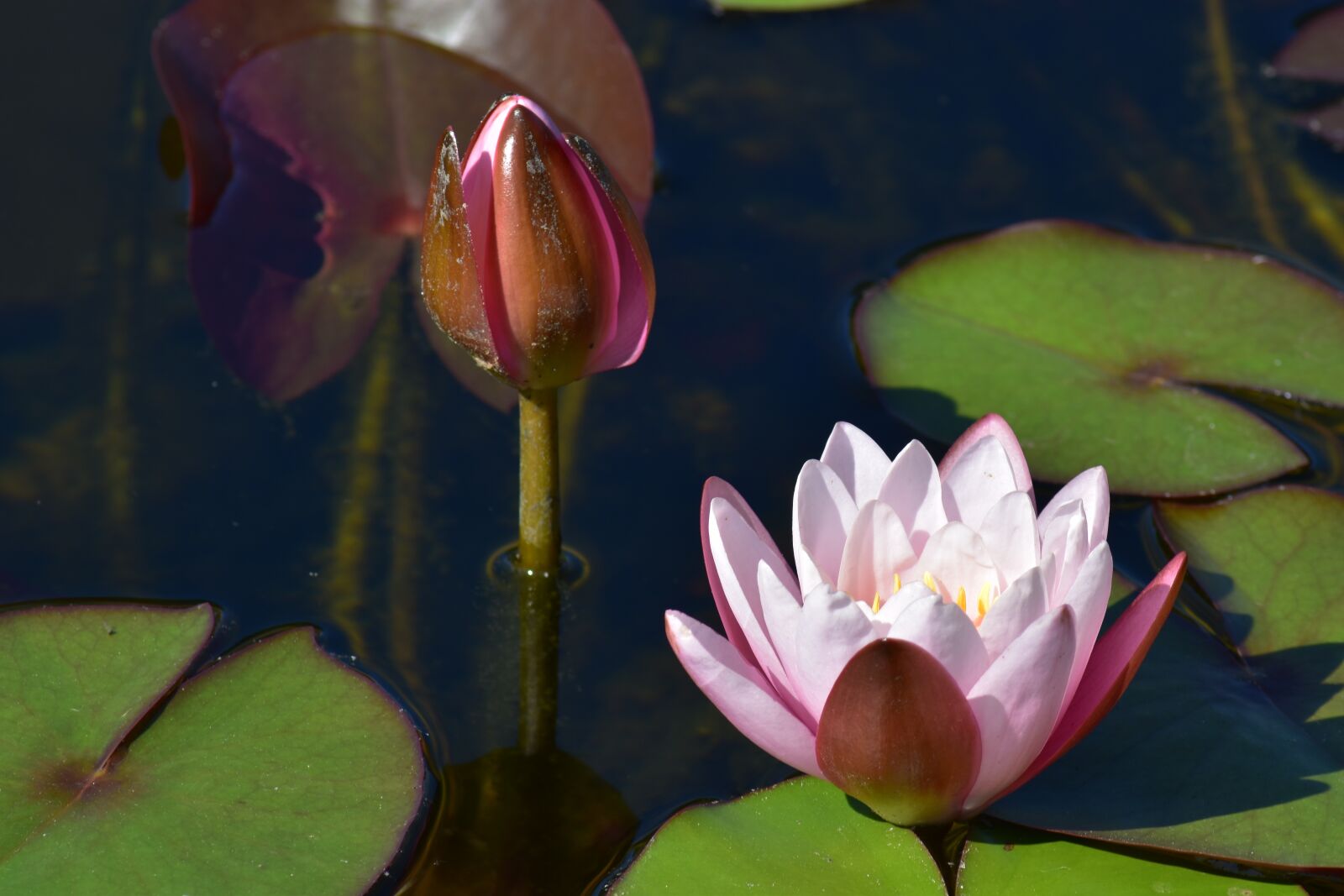 Nikon D5600 sample photo. Lotus, flower, aquatic photography