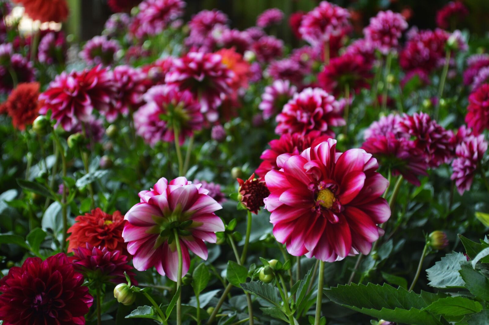 Nikon D3200 sample photo. Flowers, colorful, rosa photography