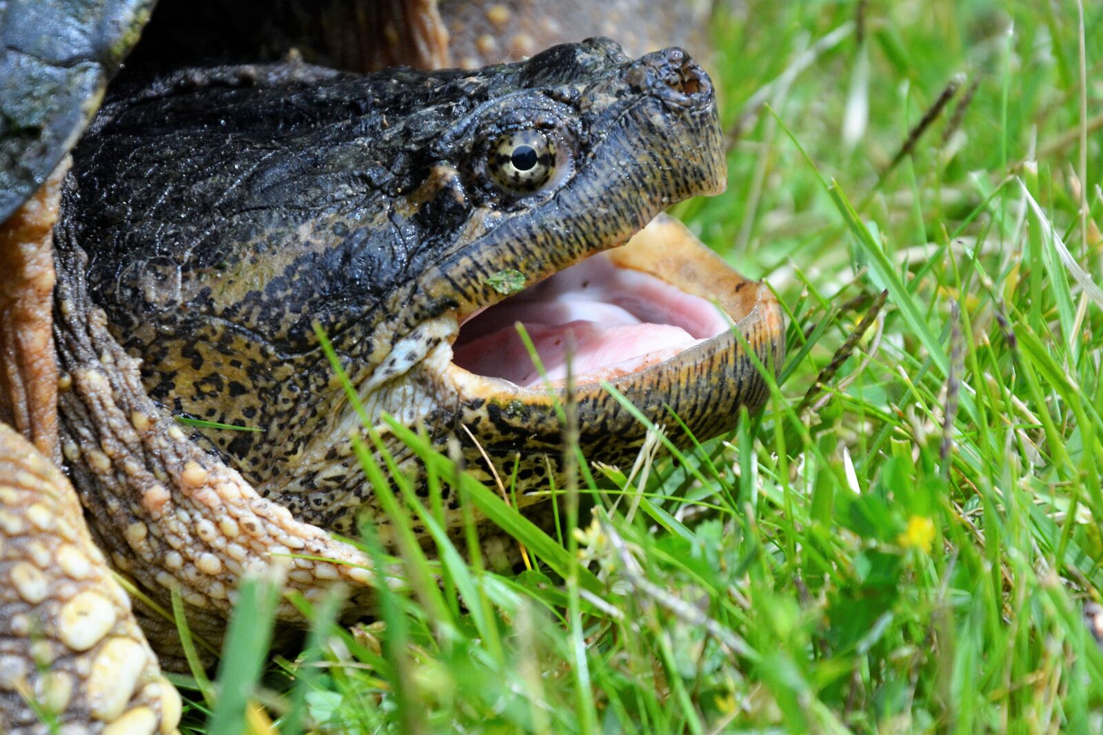 Nikon D7100 sample photo. Turtle, snapping turtle, large photography