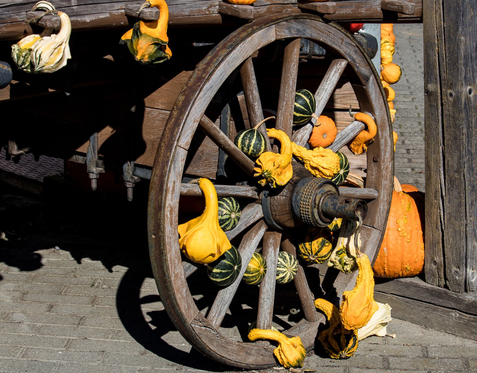 Canon EOS 80D sample photo. Pumpkin, pumpkins, decoration photography