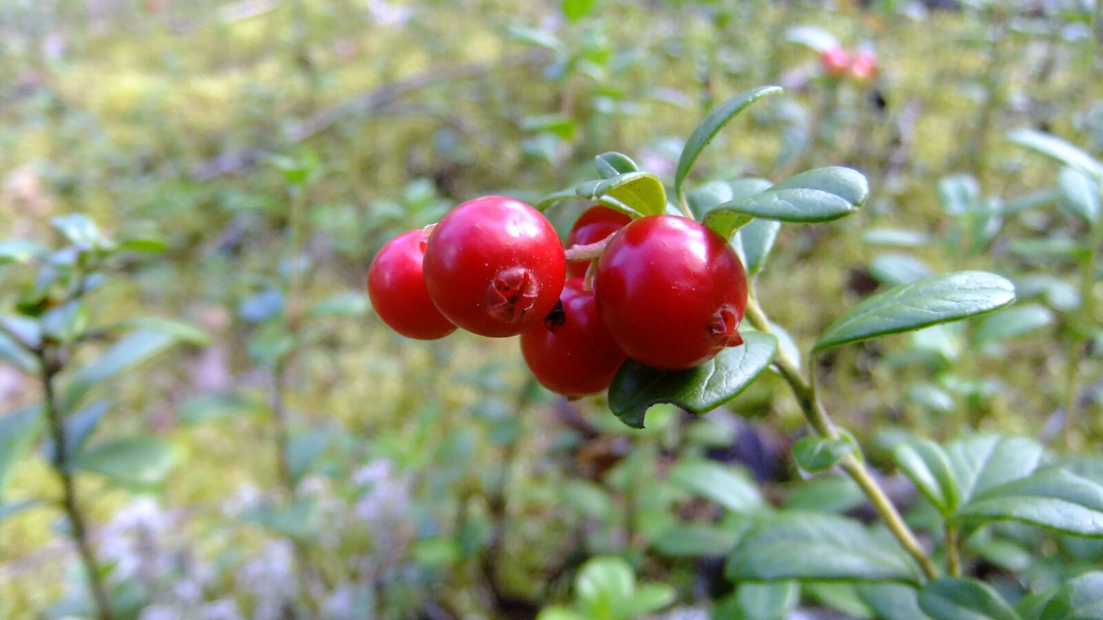 FujiFilm FinePix F80EXR (FinePix F85EXR) sample photo. Berry, cranberries, red photography
