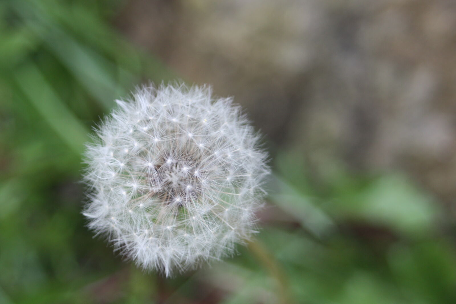 Canon EOS 450D (EOS Rebel XSi / EOS Kiss X2) + Canon EF 35-80mm f/4-5.6 sample photo. Close, up, of, dandelion photography