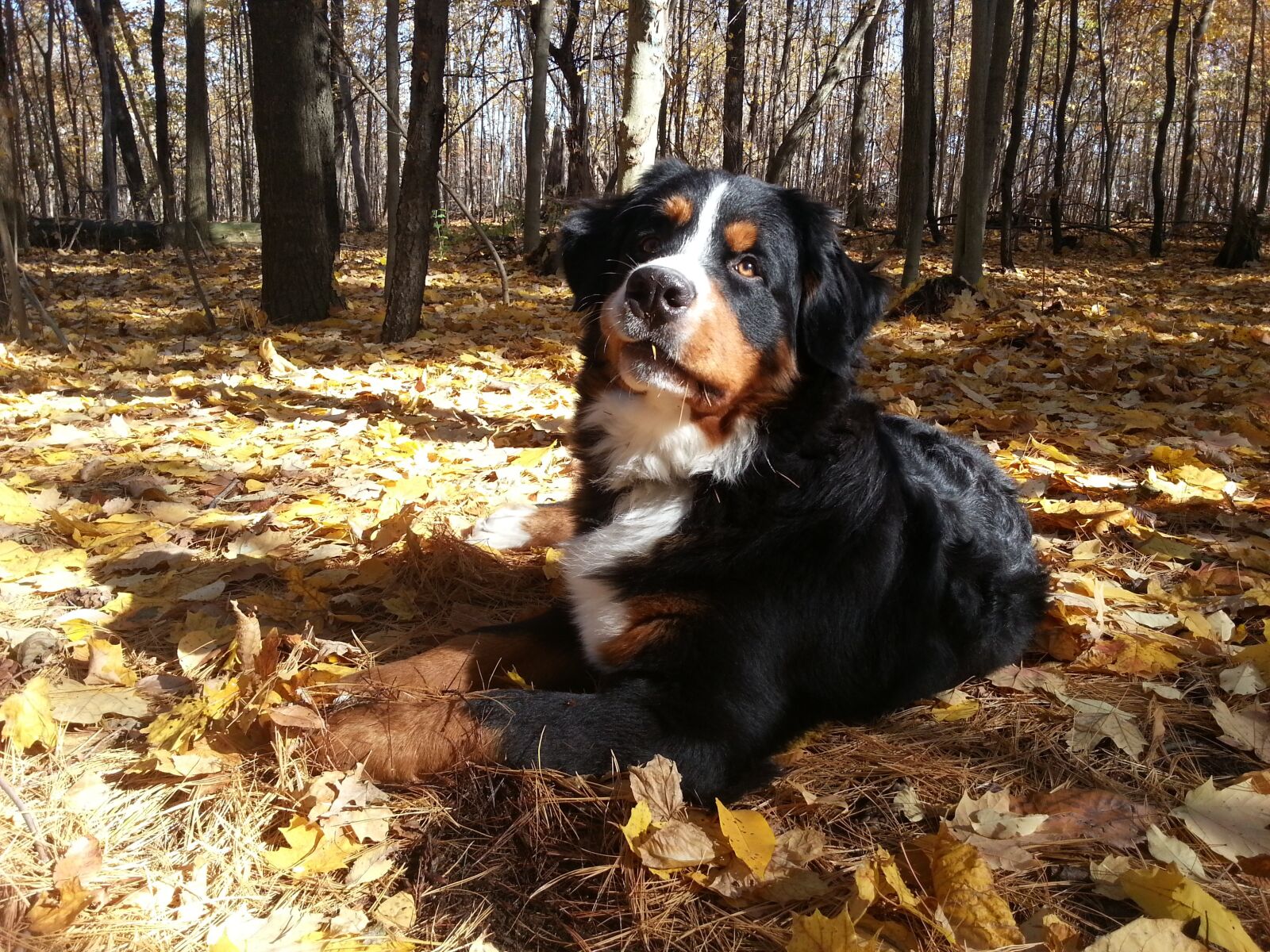 Samsung Galaxy S3 sample photo. Bernese mountain dog, dog photography