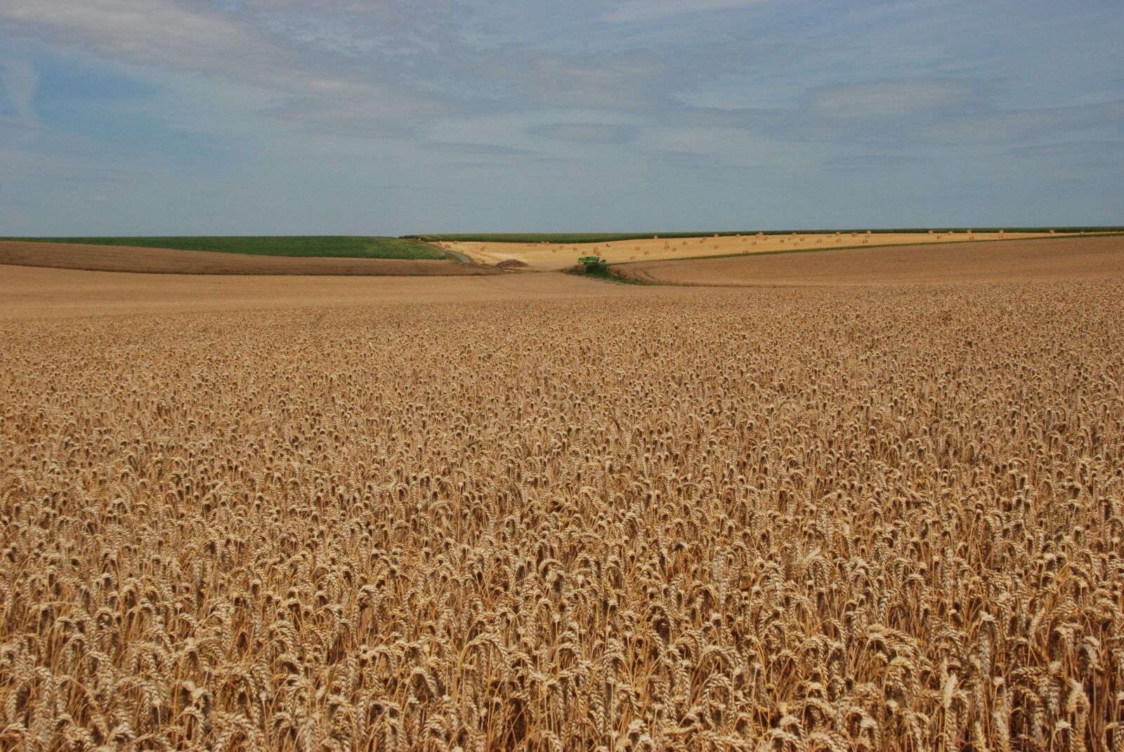 Nikon D80 sample photo. Grain, agriculture, agricultural photography