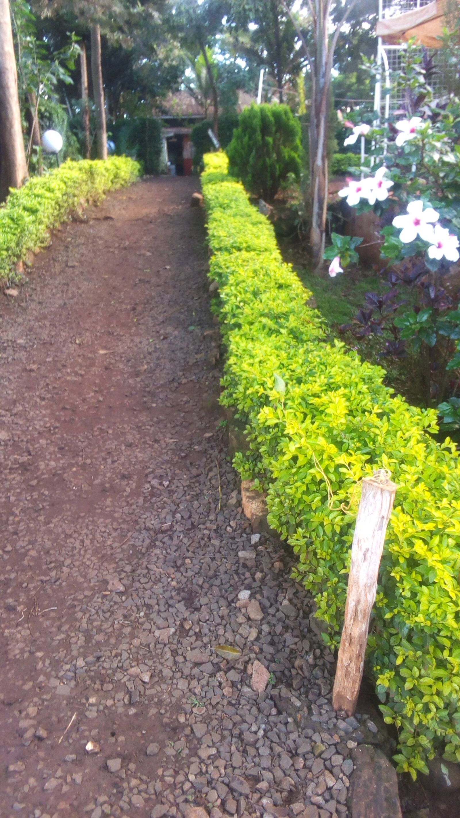 TECNO W3 sample photo. Path, flower, fence photography