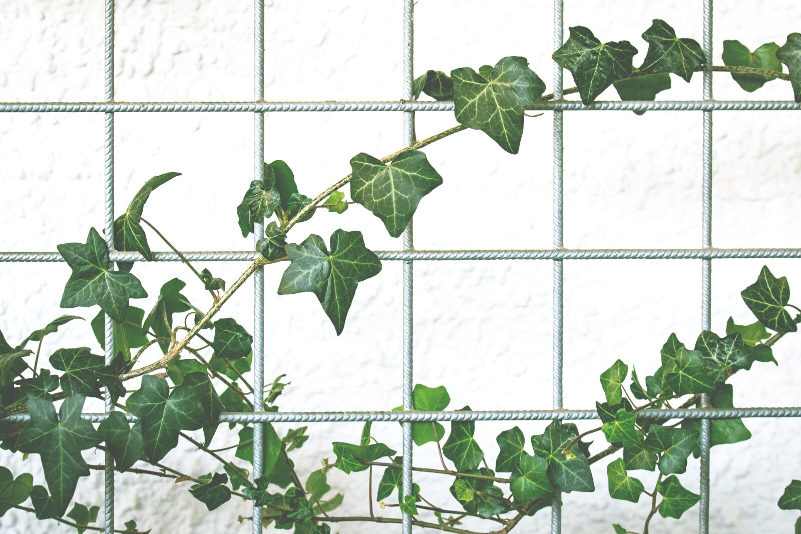 Nikon D5300 sample photo. Climber plant, garden, ivy photography