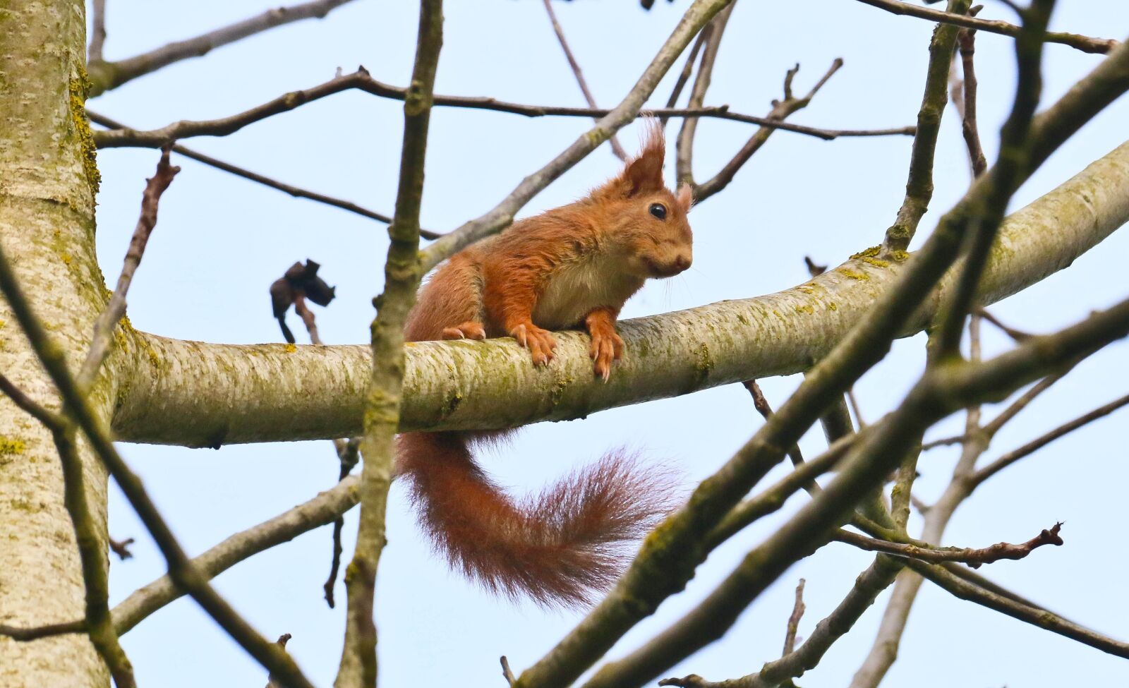 Canon EOS 70D sample photo. Squirrel, rodent, garden photography