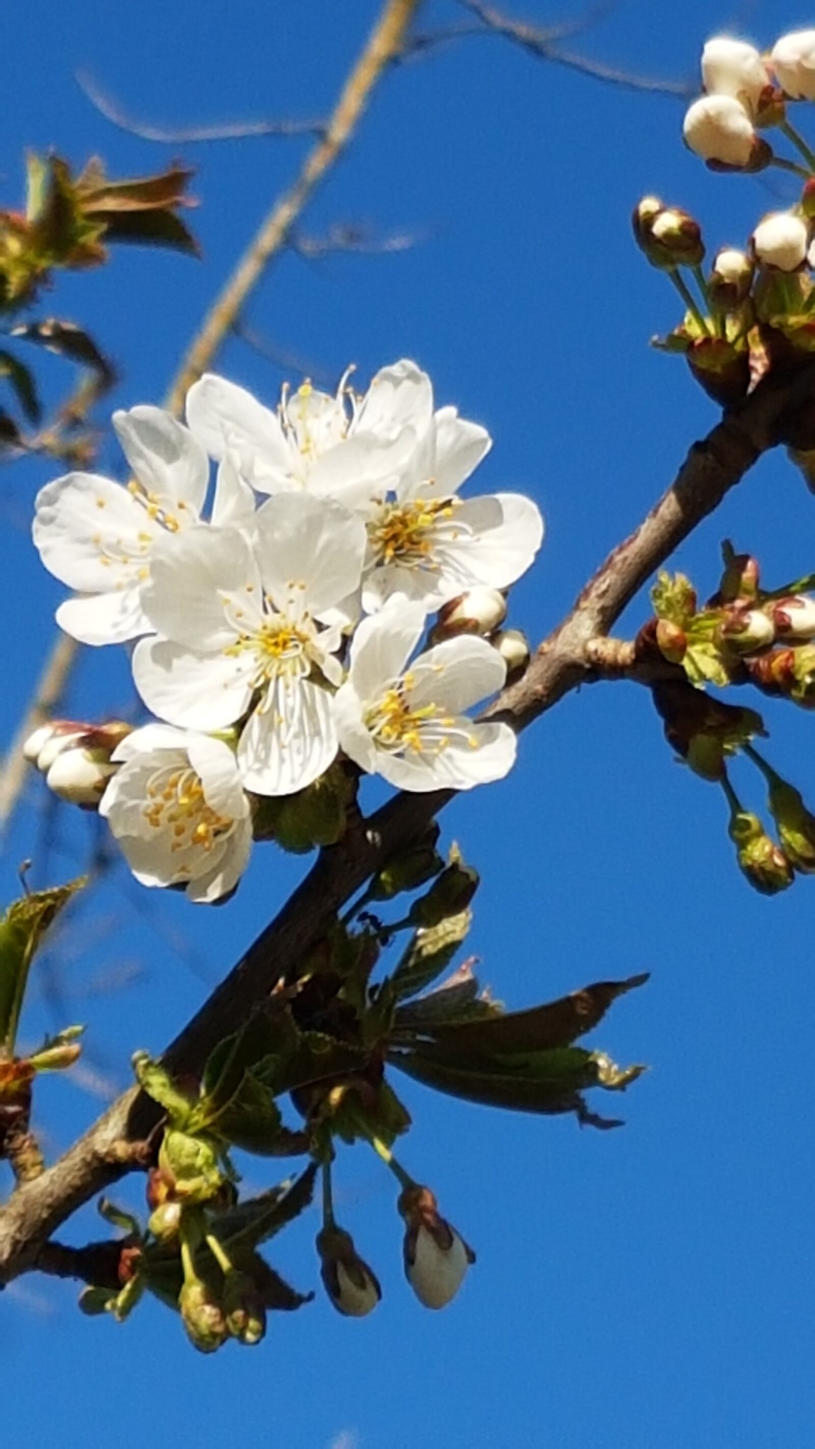 Samsung Galaxy S7 sample photo. Blossom, bloom, white photography