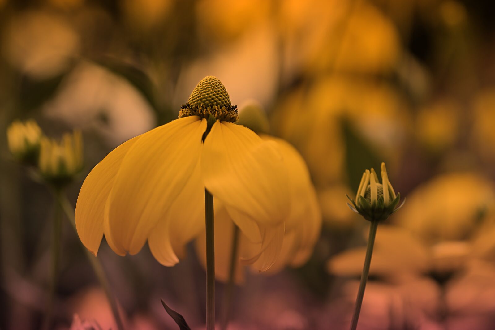 Tamron SP 90mm F2.8 Di VC USD 1:1 Macro sample photo. Flower, blossom, bloom photography