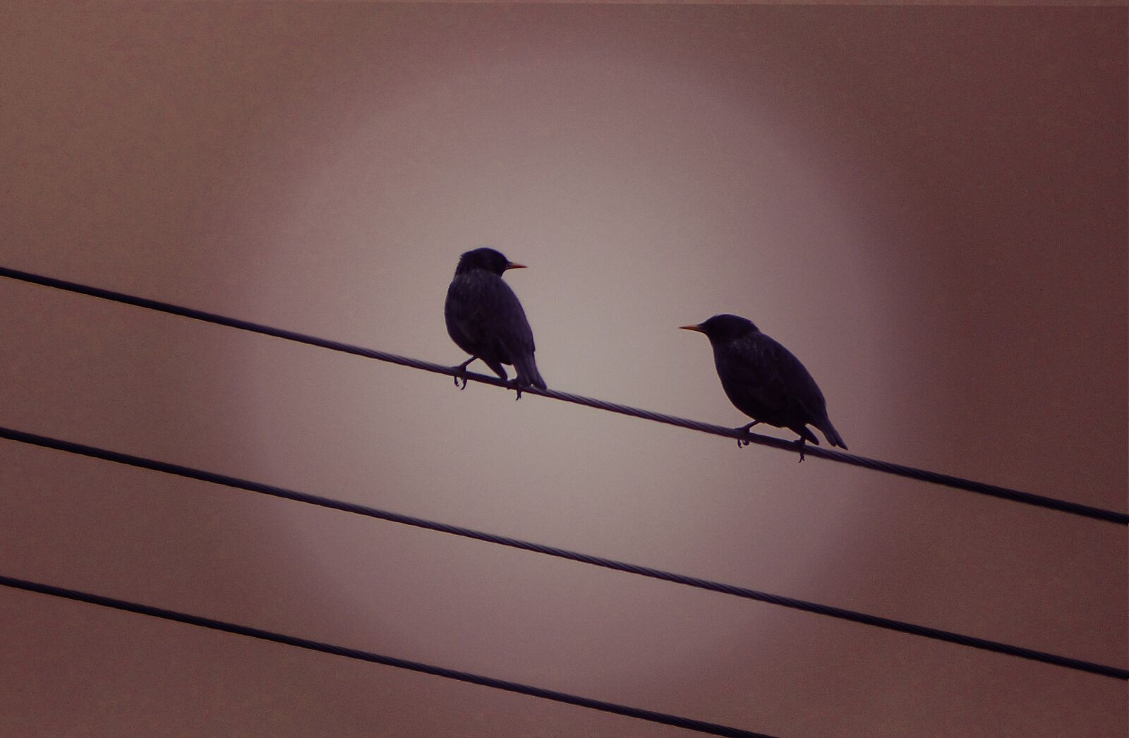 Panasonic Lumix DMC-FZ70 sample photo. Starlings, cables, sunset photography