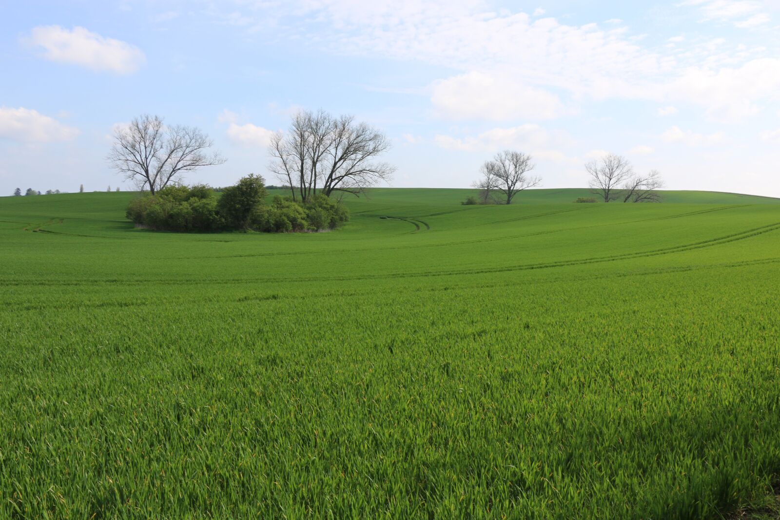 Canon EOS 70D sample photo. Nature, field, spring photography