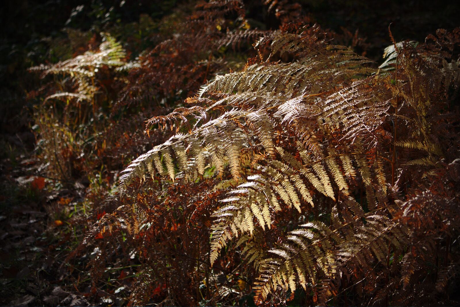 Canon EOS 70D + Canon EF-S 18-55mm F3.5-5.6 IS STM sample photo. Autumn, fern, forest photography